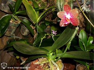 Floraison Phalaenopsis Joy Auckland Beauty (cliquez pour agrandir)