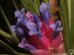 Tillandsia stricta 'Black' fleur (cliquez pour agrandir)
