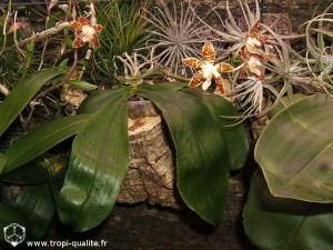 Floraison Phalaenopsis sumatrana (cliquez pour agrandir)