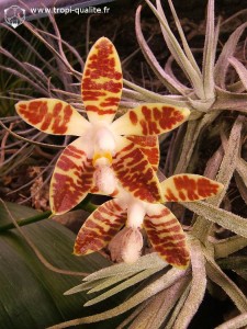 Floraison Phalaenopsis sumatrana fleur (cliquez pour agrandir)