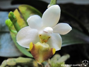 Floraison Phalaenopsis lobbii fleur 03/2012 (cliquez pour agrandir)