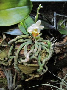 Floraison Phalaenopsis lobbii 03/2012 (cliquez pour agrandir)
