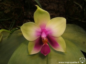 Floraison Phalaenopsis bellina fleur 04/2012 (cliquez pour agrandir)