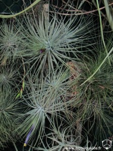 Floraison Tillandsia magnusiana 02/2013 (cliquez pour agrandir)