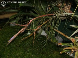Floraison Tillandsia butzii (cliquez pour agrandir)