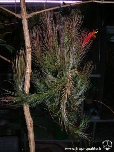 Floraison Tillandsia funckiana spécimen #1 03/2012 (cliquez pour agrandir)