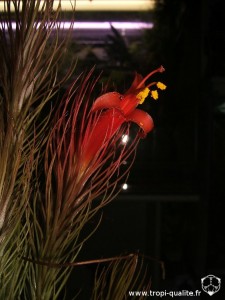Floraison Tillandsia funckiana spécimen #1 fleur 03/2012 (cliquez pour agrandir)