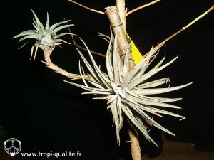 Tillandsia espinosae Peru