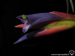 Tillandsia espinosae Peru form fleur (cliquez pour agrandir)