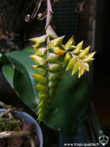 Floraison Racinaea crispa inflorescence 05/2012 (cliquez pour agrandir)