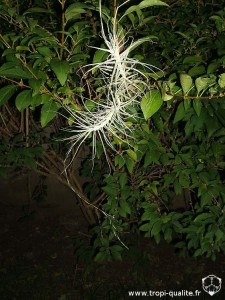 Tillandsia caerulea spécimen #1 2011 (cliquez pour agrandir)