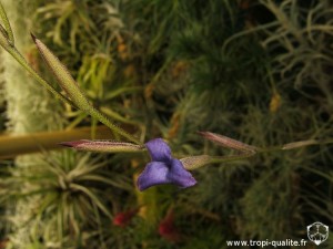 Floraison Tillandsia caerulea spécimen #1 fleur 11/2012 (cliquez pour agrandir)