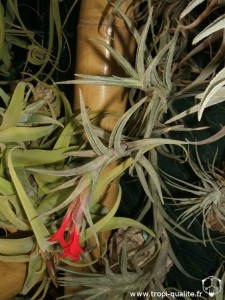 Floraison Tillandsia albertiana x edithae 01/2013 (cliquez pour agrandir)