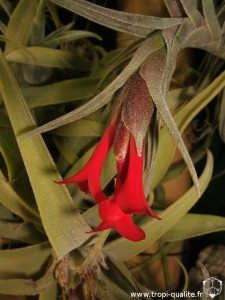 Floraison Tillandsia albertiana x edithae fleur 01/2013 (cliquez pour agrandir)