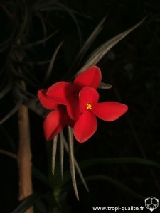 Floraison Tillandsia albertiana x edithae fleur (cliquez pour agrandir)