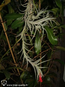 Floraison Tillandsia albertiana x edithae (cliquez pour agrandir)
