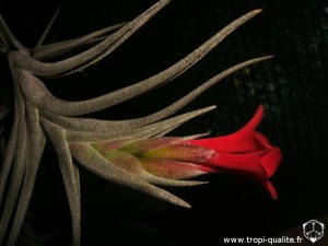 Floraison Tillandsia albertiana x edithae inflorescence (cliquez pour agrandir)