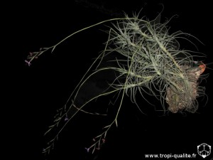 Tillandsia caerulea spécimen #1 2014 (cliquez pour agrandir)