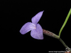 Tillandsia caerulea spécimen #2 fleur (cliquez pour agrandir)