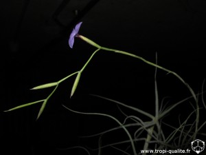 Tillandsia caerulea spécimen #2 inflorescence (cliquez pour agrandir)