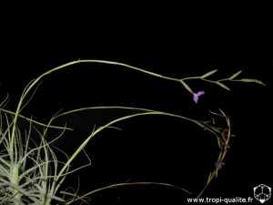 Tillandsia caerulea spécimen #1 inflorescence (cliquez pour agrandir)