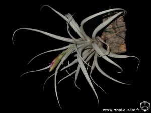 Tillandsia pseudomicans (cliquez pour agrandir)