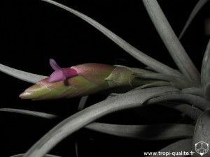 Tillandsia pseudomicans inflorescence (cliquez pour agrandir)