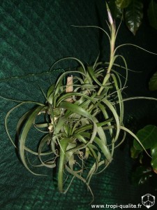 Floraison Tillandsia polystachia (cliquez pour agrandir)