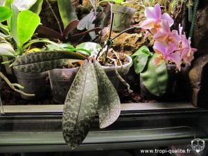 Floraison Phalaenopsis Philadelphia 01/2012 (cliquez pour agrandir)