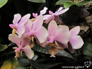 Floraison Phalaenopsis Philadelphia fleur 01/2012 (cliquez pour agrandir)