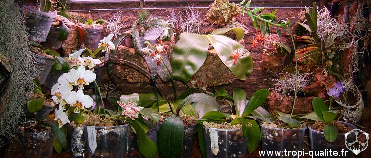 Billes d'argile - matériel pour plantes carnivores, orchidée, terrarium