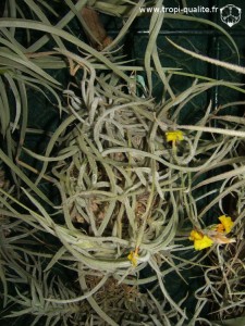 Floraison Tillandsia crocata spécimen #2 (cliquez pour agrandir)