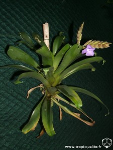Floraison Tillandsia hamaleana (cliquez pour agrandir)