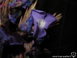 Floraison Tillandsia duratii fleur (cliquez pour agrandir)