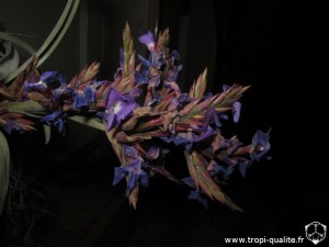 Floraison Tillandsia duratii inflorescence (cliquez pour agrandir)