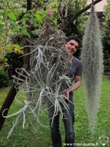 Tillandsia duratii xxxl 2013 (cliquez pour agrandir)