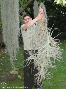 Tillandsia duratii XXL 2014 (cliquez pour agrandir)