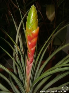 Tillandsia fasciculata spécimen #1 inflorescence (cliquez pour agrandir)