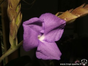 Tillandsia hamaleana fleur (cliquez pour agrandir)