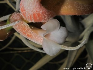 Tillandsia leonamiana spécimen #2 fleur (cliquez pour agrandir)