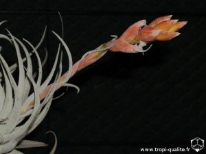 Tillandsia leonamiana spécimen #2 inflorescence (cliquez pour agrandir)