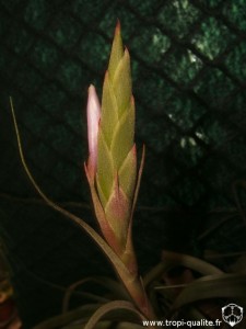 Tillandsia polystachia inflorescence (cliquez pour agrandir)