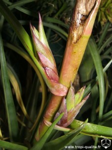 Tillandsia secunda rejets sur inflorescence (cliquez pour agrandir)