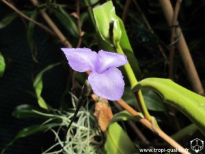 Floraison Tillandsia mallemonti fleur