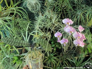 Floraison Phalaenopsis schilleriana 03/2012 (cliquez pour agrandir)