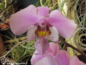 Floraison Phalaenopsis schilleriana fleur 03/2012 (cliquez pour agrandir)