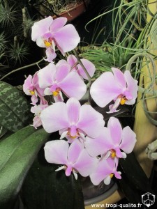 Floraison Phalaenopsis schilleriana inflorescence 03/2012 (cliquez pour agrandir)