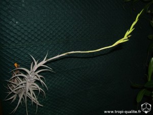 Tillandsia albida spécimen #2 (cliquez pour agrandir)