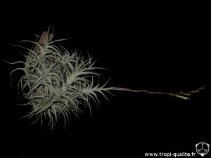 Tillandsia albida spécimen #1 (cliquez pour agrandir)