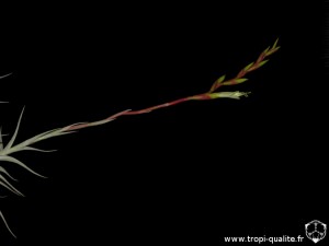 Tillandsia albida spécimen #1 inflorescence (cliquez pour agrandir)